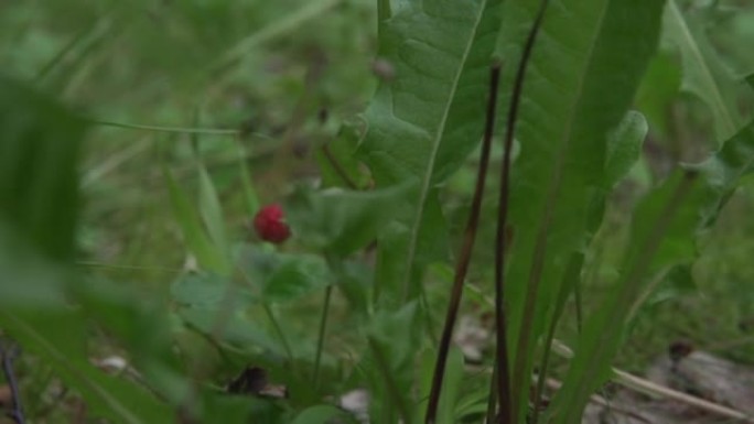 Moving towards a wild strawberry. Hanging on a bra