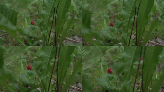 Moving towards a wild strawberry. Hanging on a bra