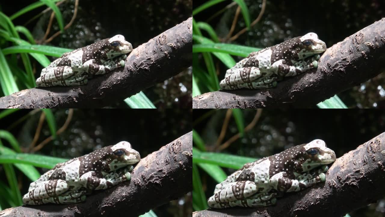 树枝上的亚马逊奶蛙，Trachycephalus resinifictrix