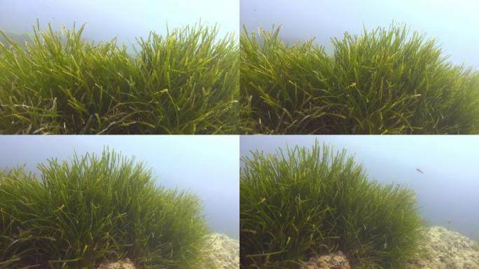 自然水下-绿色波西多尼亚海藻海床