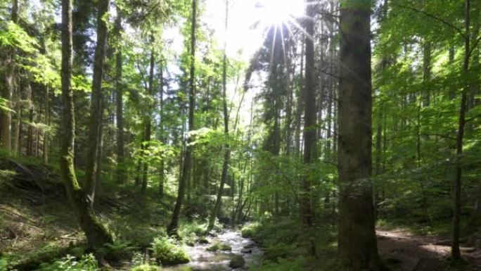 阳光照耀着溪流穿过森林