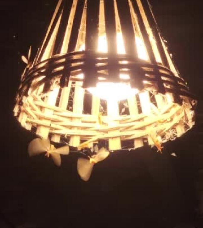 飞蛾沿着灯泡飞光照灯泡电灯