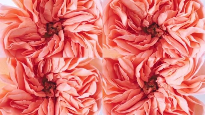 美丽的粉色玫瑰在白色背景上旋转，微距拍摄。巴德特写。盛开的粉红色玫瑰花开放。节日背景，情人节概念。