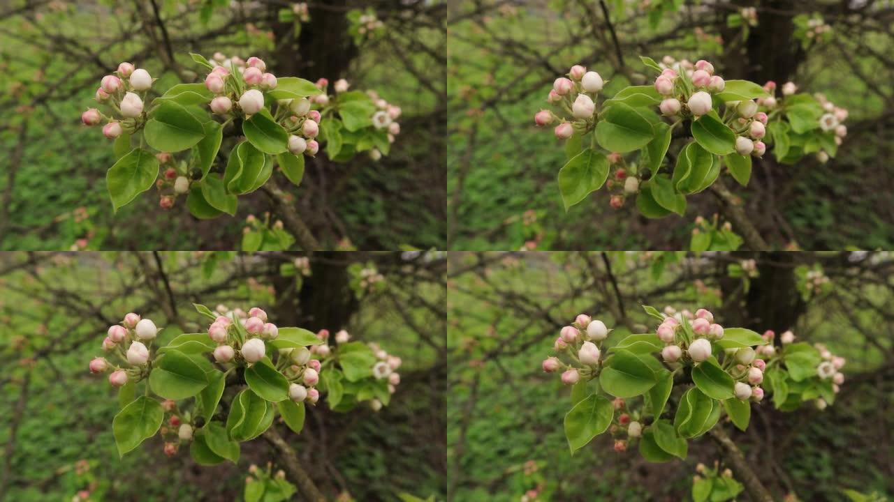 春天的苹果树花