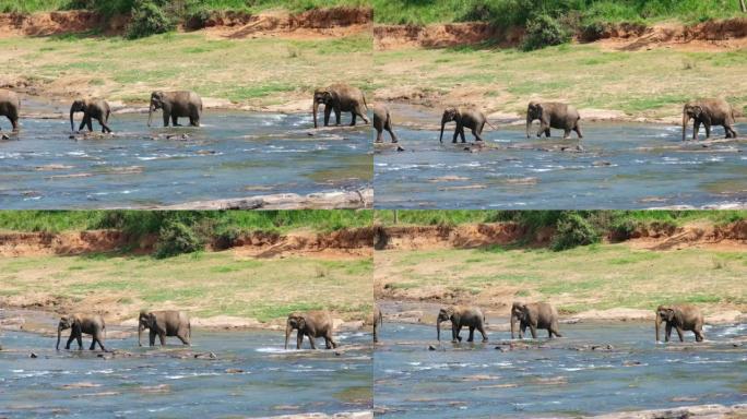 4K四只亚洲象在斯里兰卡的河中漫步