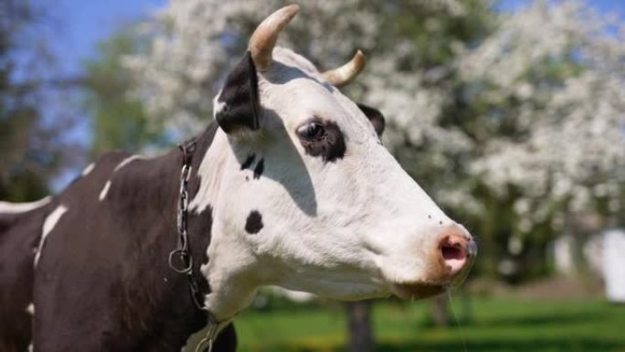 户外平静的家养奶牛。黑白牛的养殖动物被许多刺激性昆虫所担心。模糊背景下开花的树。