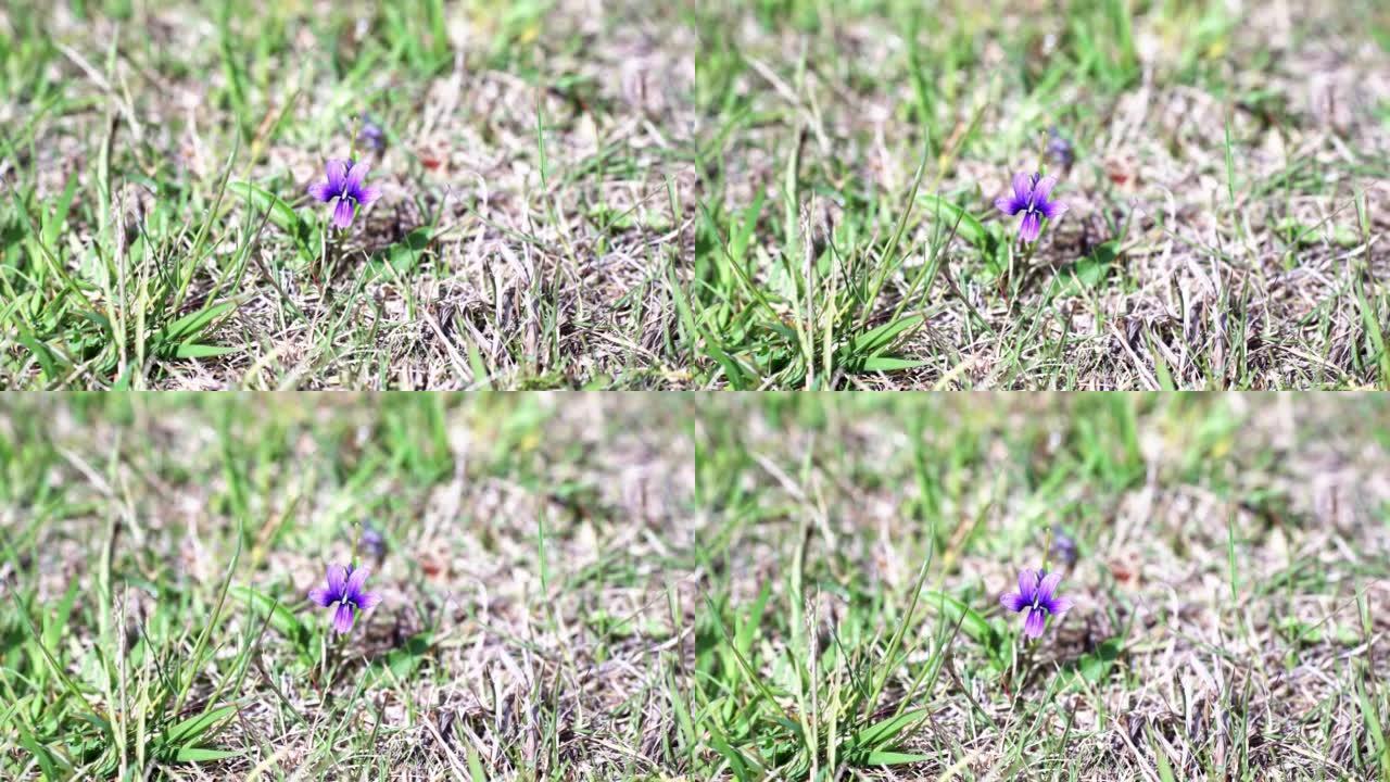 一朵可爱的紫罗兰花在你的脚下绽放