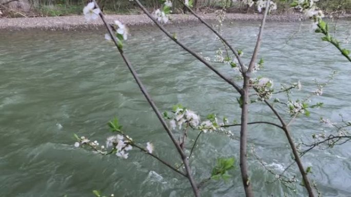 山河背景上的开花树枝