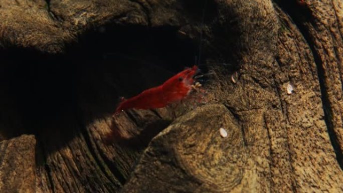 淡水水族馆里的虾。新鱼虾或日利虾。