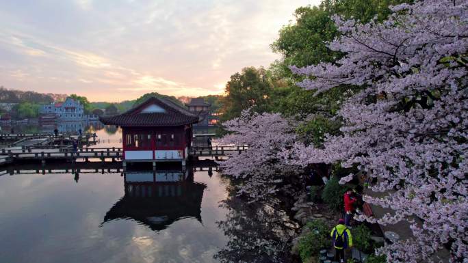 杭州西湖曲院风荷樱花日出