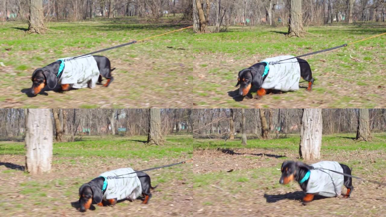 穿着旧拉伸t恤的有趣笨拙的腊肠犬小狗在公园里用皮带牵引着，不断地踩在衣服的长边缘和绊脚石，侧视