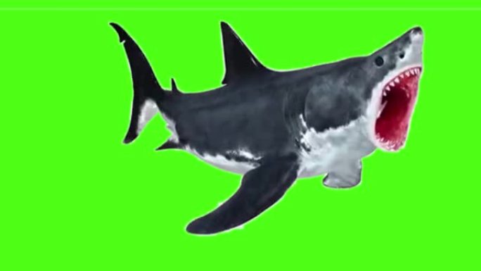 鲨鱼在绿色屏幕上袭击