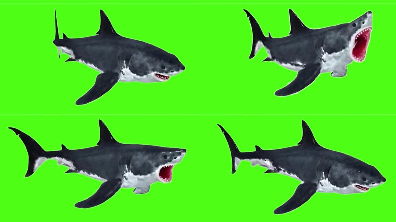 鲨鱼在绿色屏幕上袭击