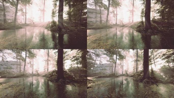 森林的全景，河流反映了水中的树木