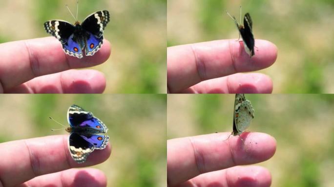 人手指上的蓝色三色堇蝴蝶