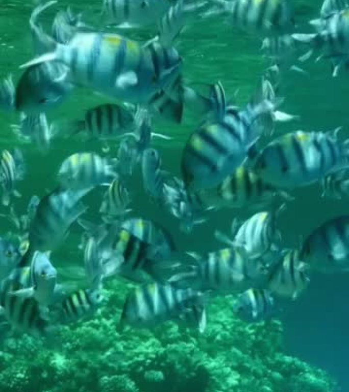不同种类的热带鱼在富含浮游生物的地表水中觅食。视觉上可分辨的浮游生物丰富的水层(罕见现象