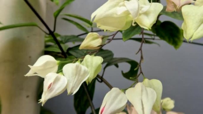 荣耀凉亭或流血的藤花植物有象牙白色的花，绿叶有藤蔓