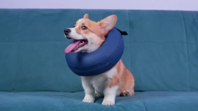威尔士柯基彭布罗克小狗，脖子上有保护性充气项圈，或者泡沫枕头。狗坐在沙发上，环顾四周。手术后康复的设