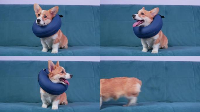 威尔士柯基彭布罗克小狗，脖子上有保护性充气项圈，或者泡沫枕头。狗坐在沙发上，环顾四周。手术后康复的设