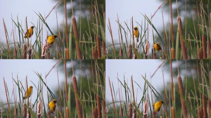 小两只黄鸟在草地上飞来飞去