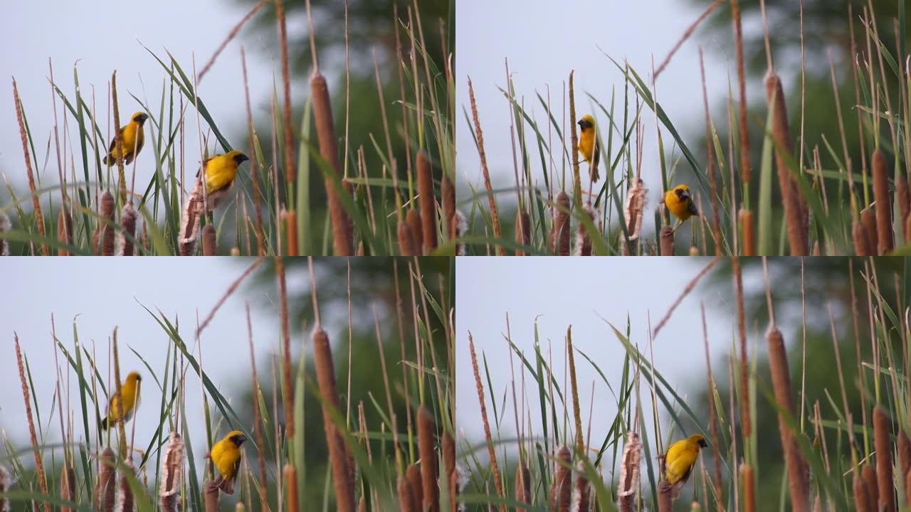 小两只黄鸟在草地上飞来飞去