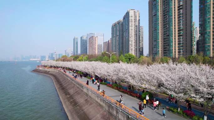 杭州 江边樱花跑道