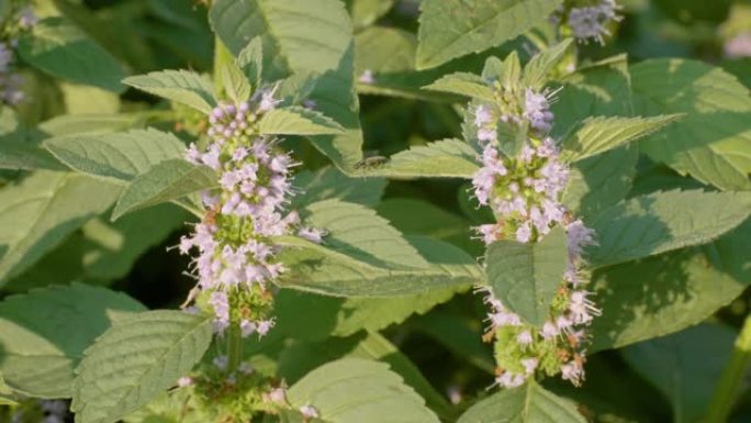 南部乌拉尔，盛开的野生薄荷 (Mentha arvensis)。