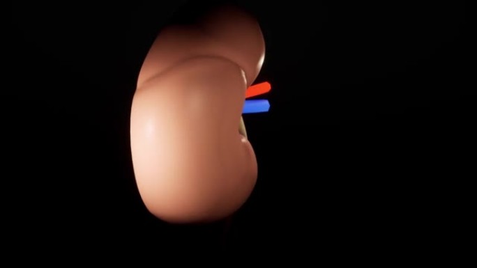 肾脏的生物动画。3D动画