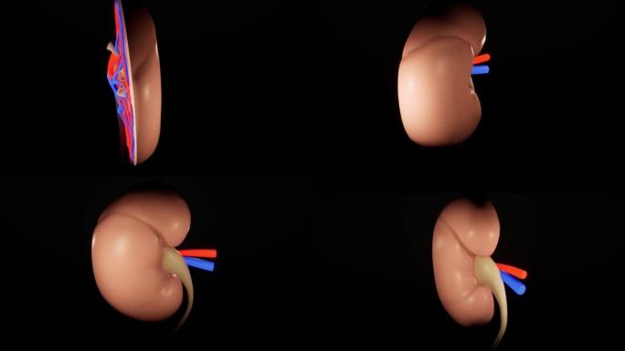 肾脏的生物动画。3D动画