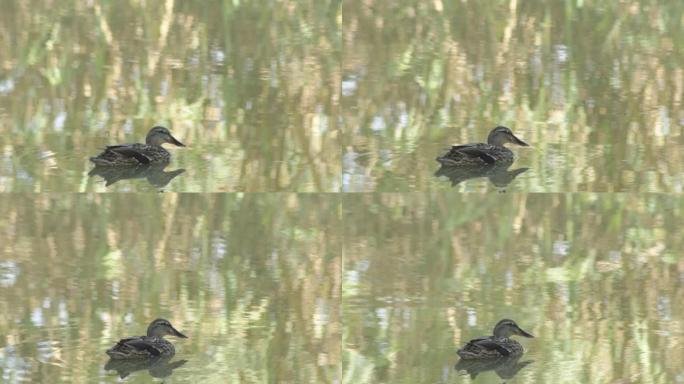 小湖中的绿头鸭或野鸭。鸭嘴兽
