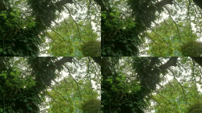茂密丛林中的热带森林大树低角度多风夏季落叶慢动作