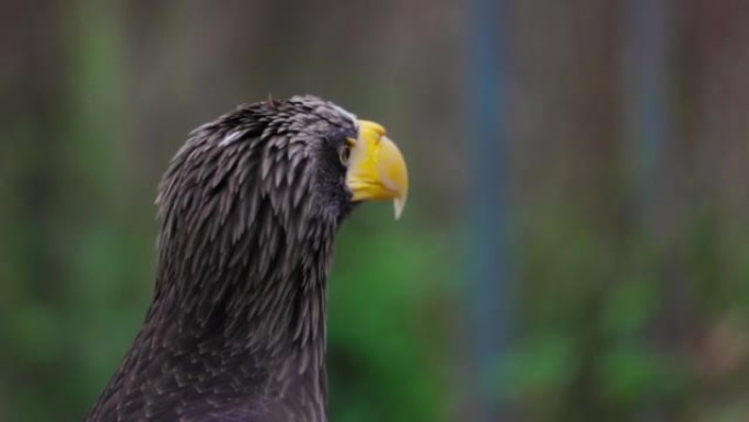 斯特勒海雕 (Haliaeetus pelagicus)。野生动物。稀有鸟类的细节肖像。美丽骄傲鸟的