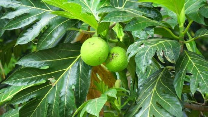 树上的面包果 (Artocarpus altilis)。面包果可以煮熟后食用，也可以进一步加工成各种