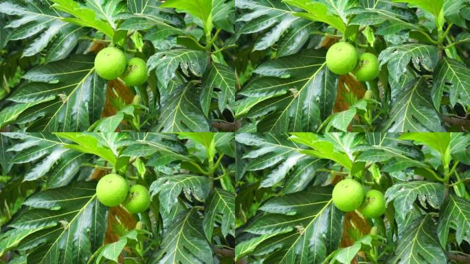 树上的面包果 (Artocarpus altilis)。面包果可以煮熟后食用，也可以进一步加工成各种