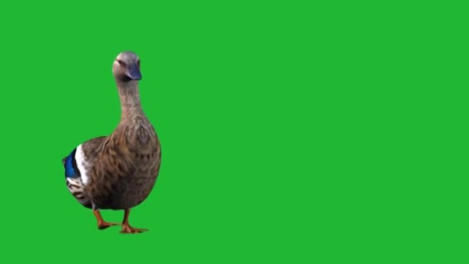 鸭子在绿色屏幕上行走