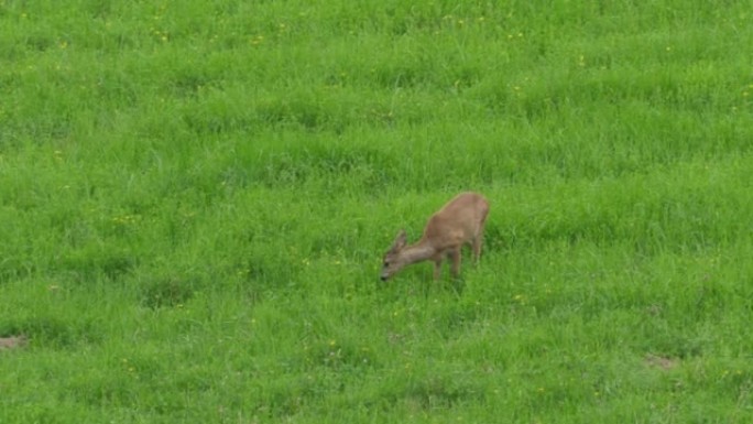 Ro鹿，Capreolus Capreolus，母鹿在草地上觅食并环顾四周。野生动物ro鹿，橙色毛皮