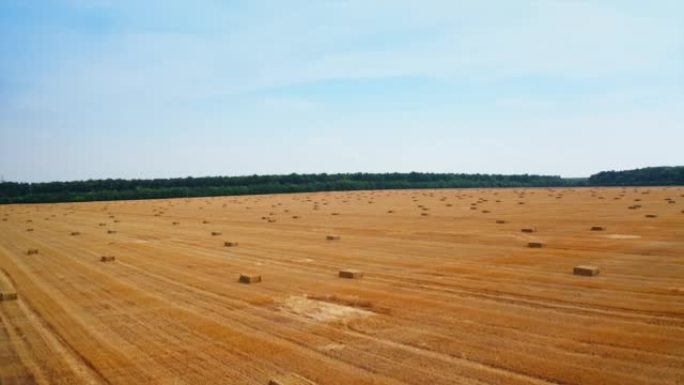 晴天丰收的黄金种植小麦。采摘庄稼后，干草捆散落在农田上。顶视图。