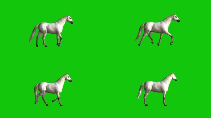 在绿色屏幕上行走的马