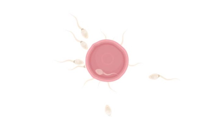 卵子的受精。精子和雌性卵的动画。卡通