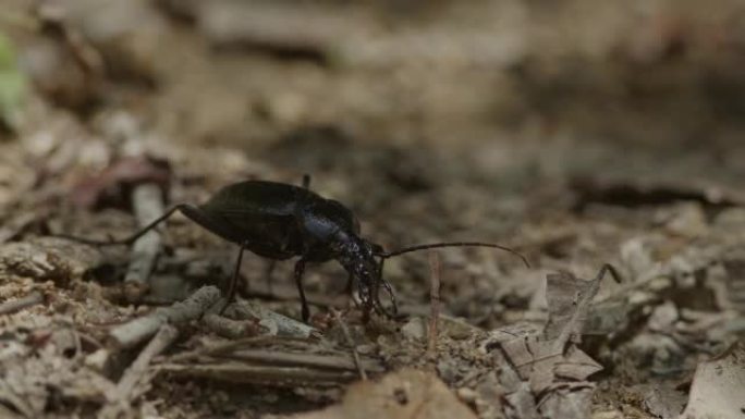 蚂蚁调查时，黑甲虫仍然静止不动。
