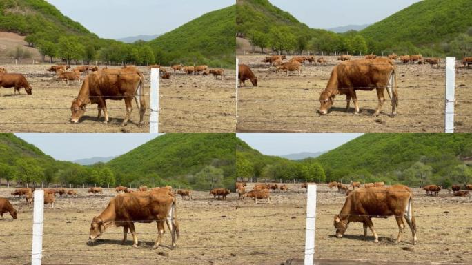 在草地上放牧的肉牛牛的吃草