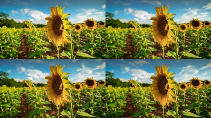 向日葵种植园: 时间流逝和实时镜头系列