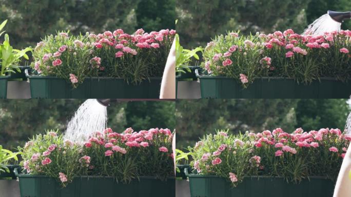 用水浇灌阳台上美丽的康乃馨花