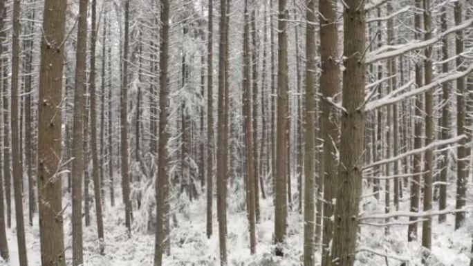 飞越被雪覆盖的松树林