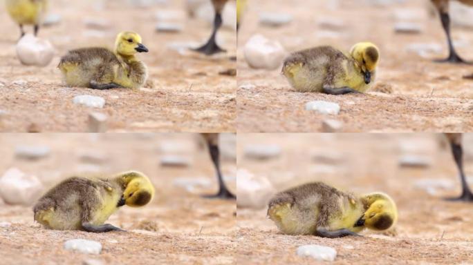 一只叫做小鹅的小鹅大约需要一个月的时间来孵化。婴儿被称为羽绒的柔软羽毛覆盖。