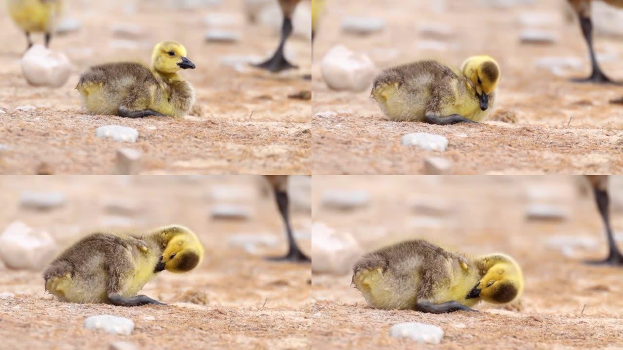 一只叫做小鹅的小鹅大约需要一个月的时间来孵化。婴儿被称为羽绒的柔软羽毛覆盖。