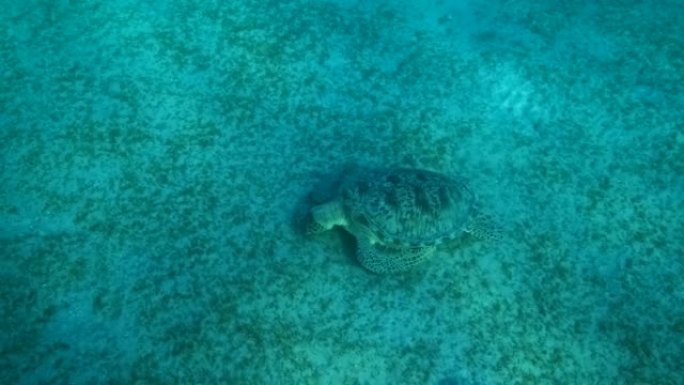 慢动作，海龟绿在阳光下吃沙质海底的海草。绿海龟 (Chelonia mydas)。水下拍摄，顶视图
