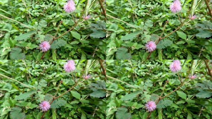 含羞草或含羞草，叶子很小，触摸时会关闭，花朵呈粉红色，呈圆形