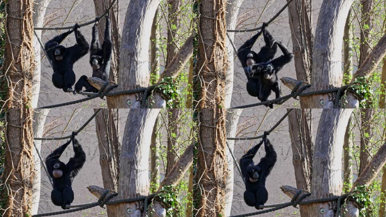 黑头蜘蛛猴是蜘蛛猴的一种
