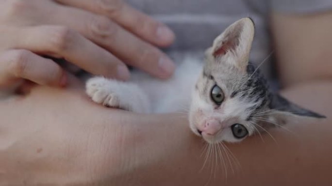 慢动作镜头特写可爱的家养小猫拥抱在女人的手臂上。